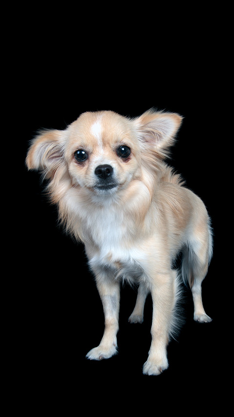 Is Chihuahua purebred 3 preview