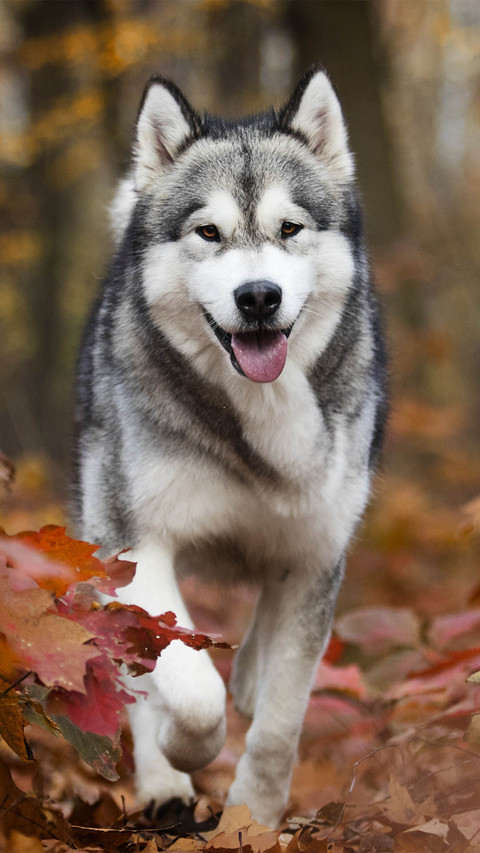 Dog preview