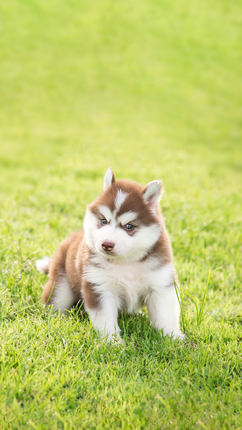 A Cute Husky Puppy Standing and Looking on Green Grass preview