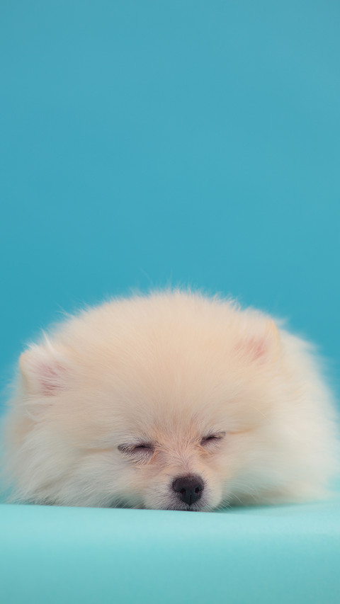 可爱萌宠博美犬 preview