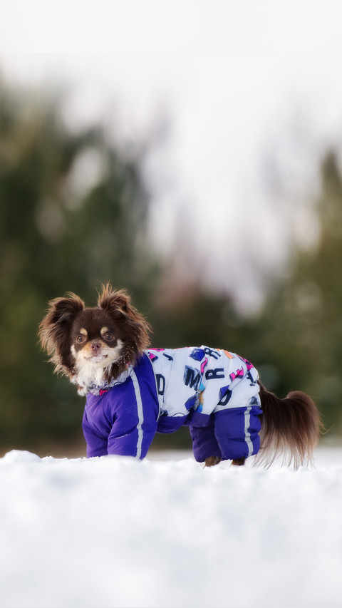 Brown chihuahua dog posing outdoors in winter preview