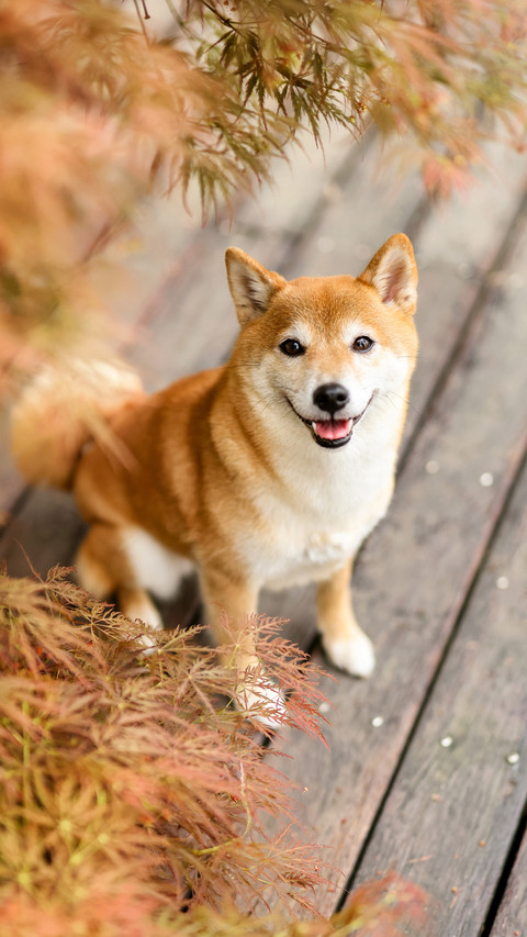 Firewood dog firewood dog firewood dog firewood dog 20 preview