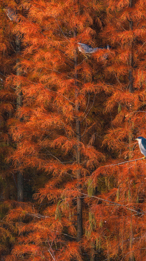 Egrets roost in the dawn redwood forest preview