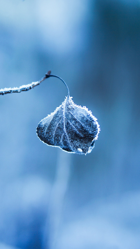 The key to winter health preservation lies in hiding 2 preview