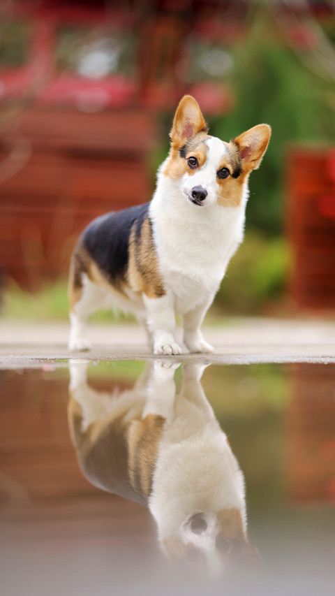 Will Pet Dogs Proactively Admit Mistakes 3 preview