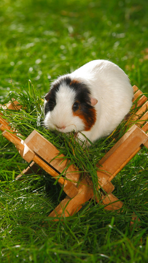 Guinea pig preview