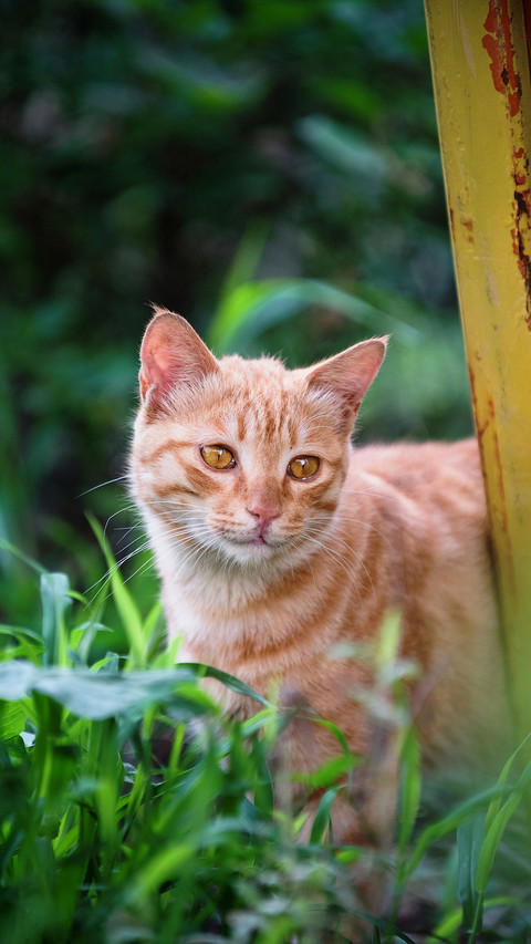 Cat preview