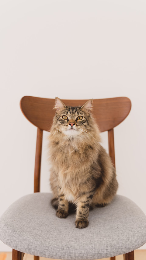 猫的冷知识 preview