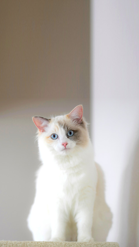 White Ragdoll cat preview