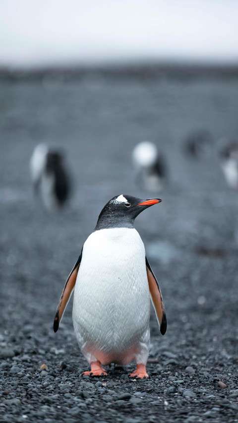 Why are there no penguins in the arctic preview