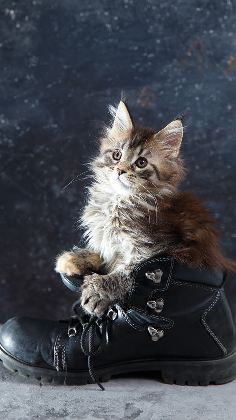 Cat preview