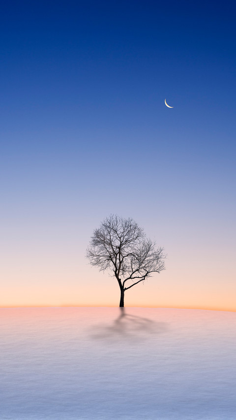 A Tree on Snow preview