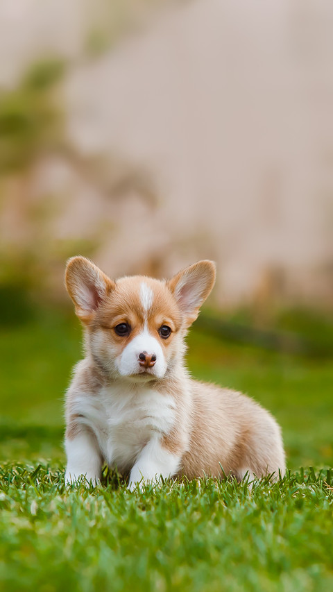 Corgi Puppies on the Lawn preview
