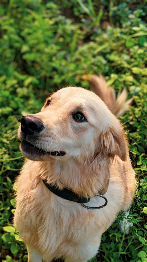 Cute Pups (13) preview