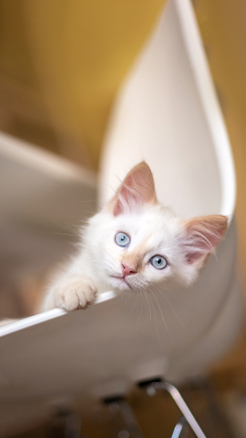 Home life with a pet. Kitten plays on a chair preview