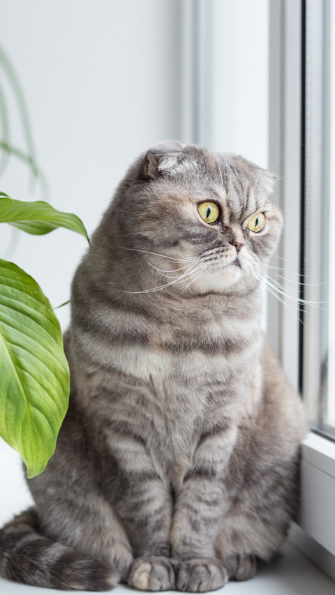 What do I need to prepare for raising cats in the building 7 preview