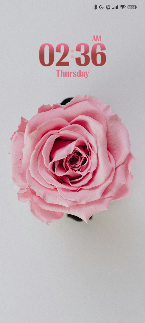 Pink Rose preview