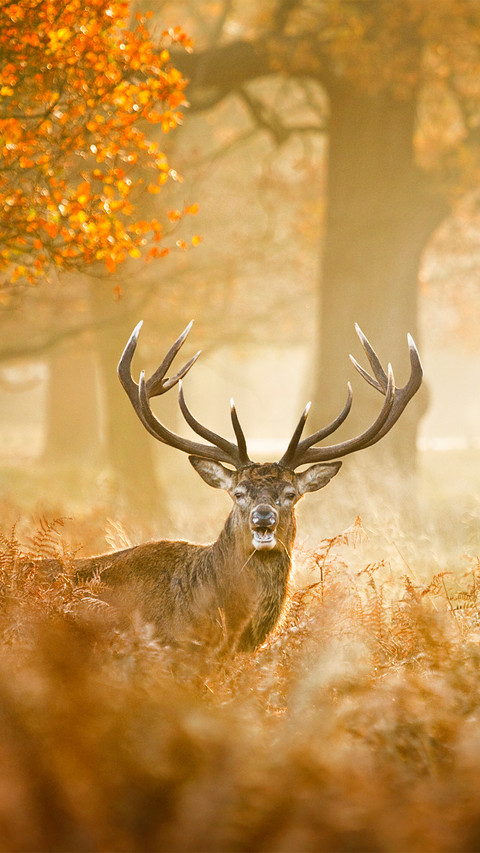 The red deer in the field preview