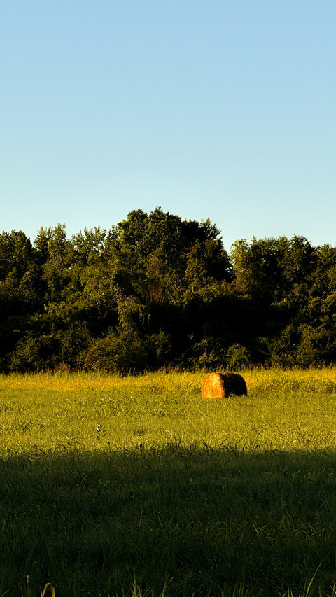 Sunlight on the golden field preview