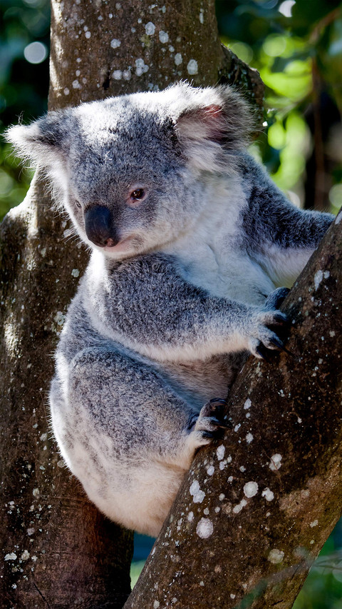 Cute koala-01 preview