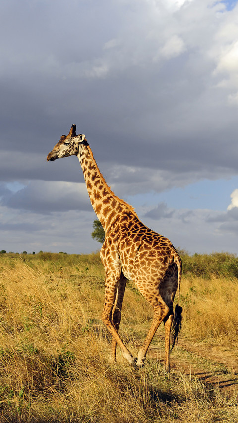 A standing and sleeping giraffe preview