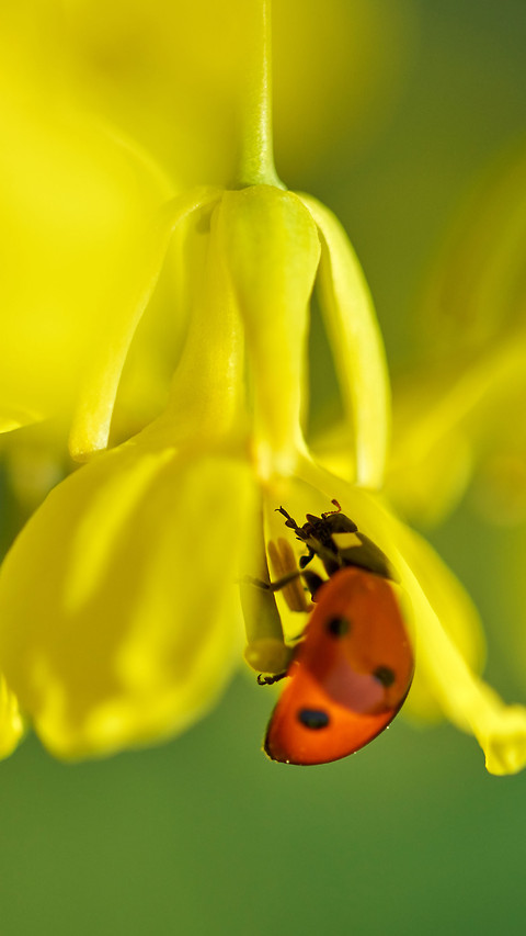 Color insects-01 preview