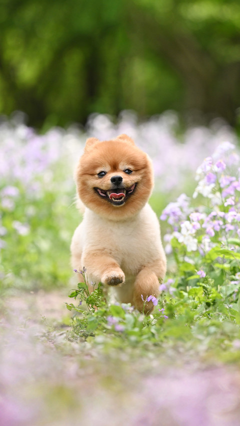 Dont walk the dog like this anymore preview