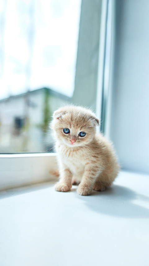 British little playful kitten at home near the window preview