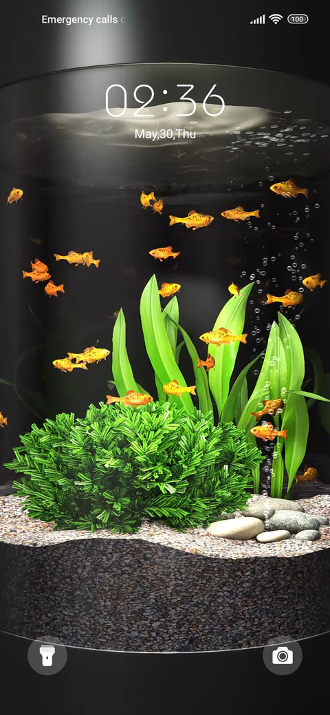 Goldfish preview