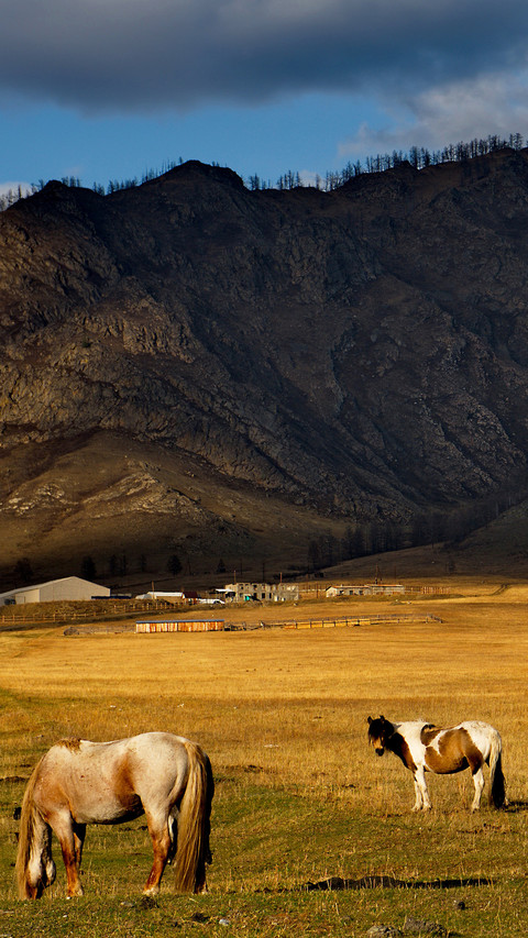 Grassland lean horse-01 preview