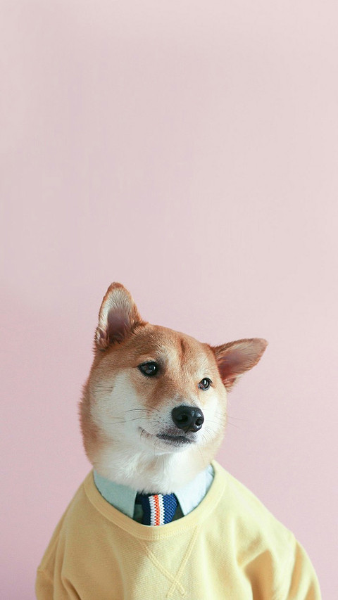 西服柴犬 preview