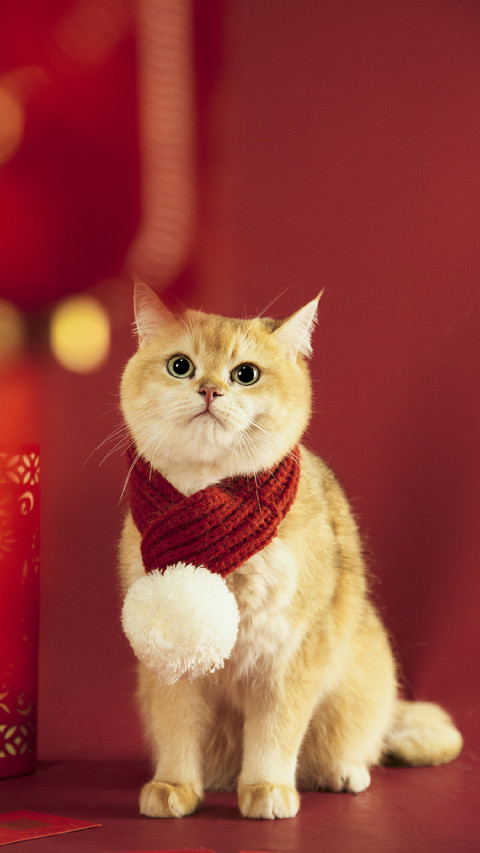 养猫后财运暴涨？ preview