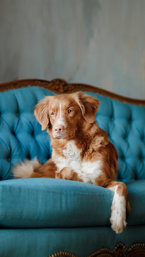Dog121 preview