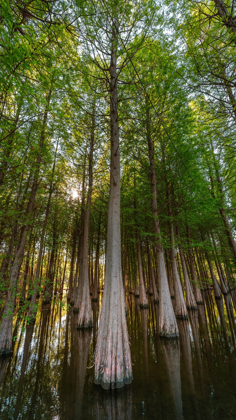 The morning light of kunming wetland preview