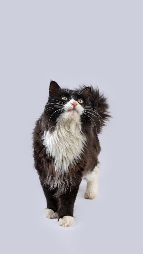 Cows and cats love to go crazy preview