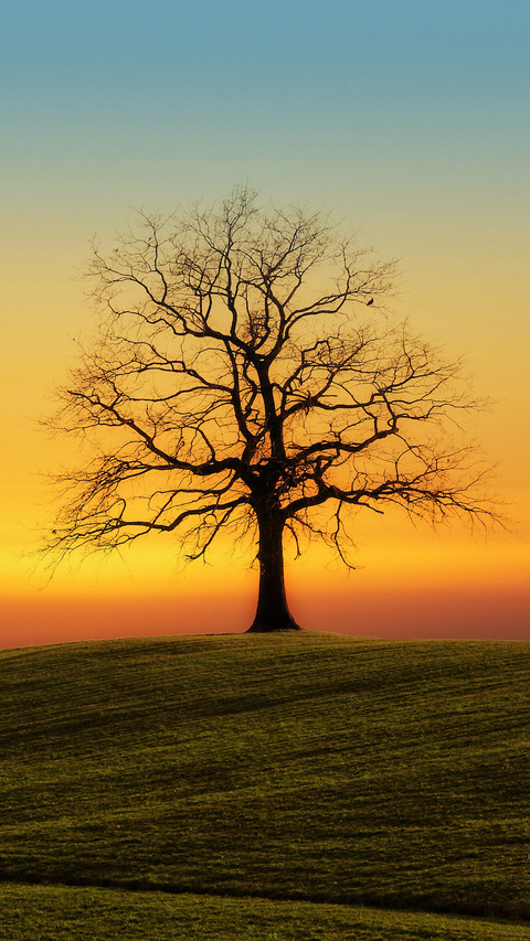 Tree-fic (5) preview