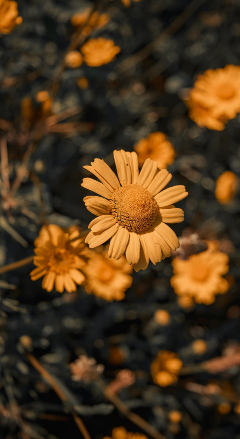 Nature B6 (31) preview