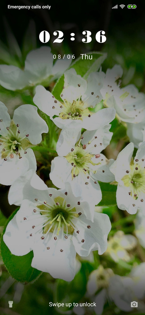 Pear Blossom - 3MDS preview