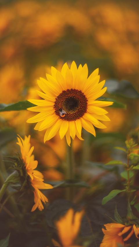 beautiful flower-03 preview