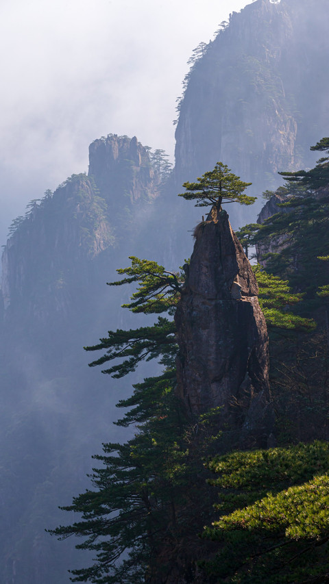 The sea of clouds and the rippling pine trees reflect on preview