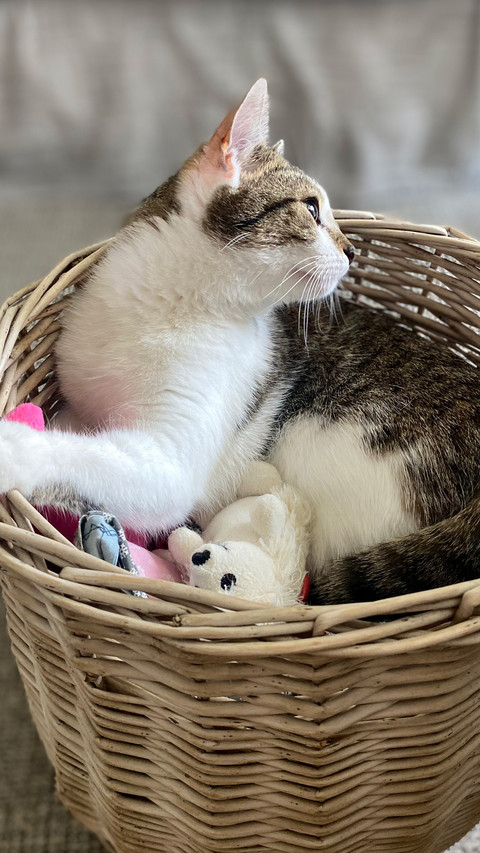 The cat in the basket preview