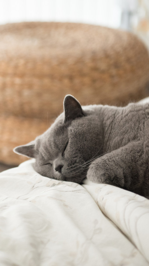 The secret hidden in the cats sleeping position preview