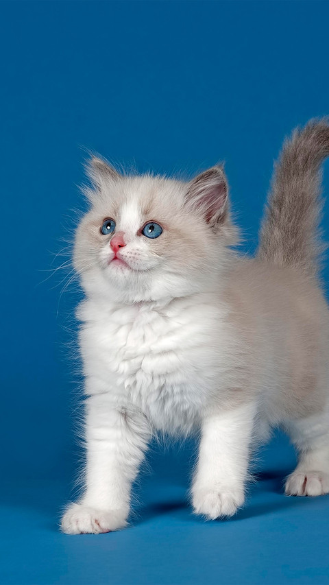 A blue background stuffed cat preview