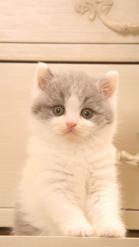 Cat (5) preview