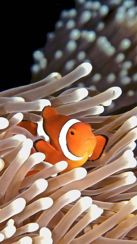 Clownfish preview