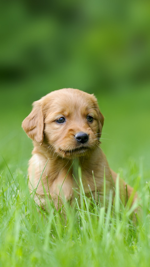 Golden Retriever Puppy, four weeks old preview