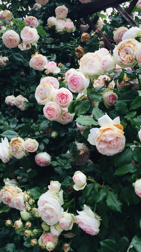 Austen Rose Bushes preview