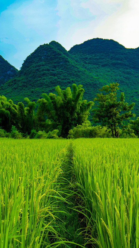 Rice field scenery preview