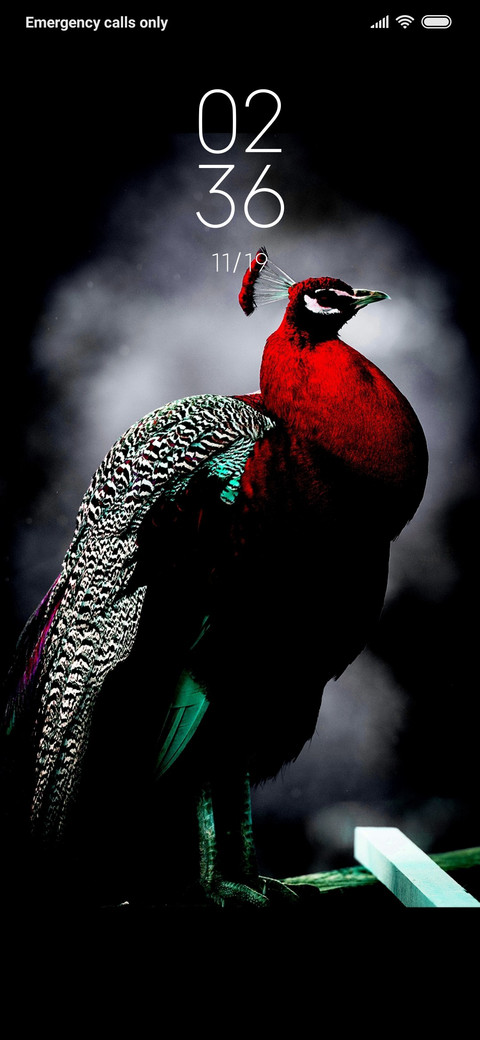 Red Peacock_DWM3 preview