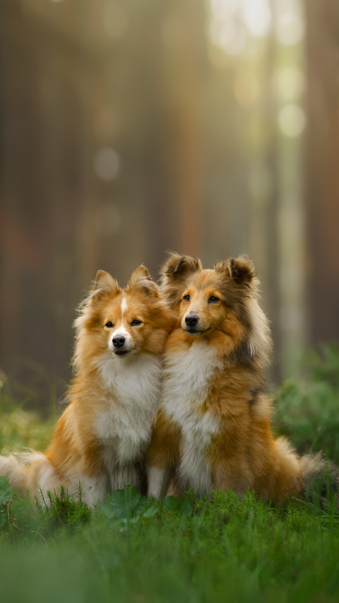Two Red Sheltie Dogs in the Green Forest preview